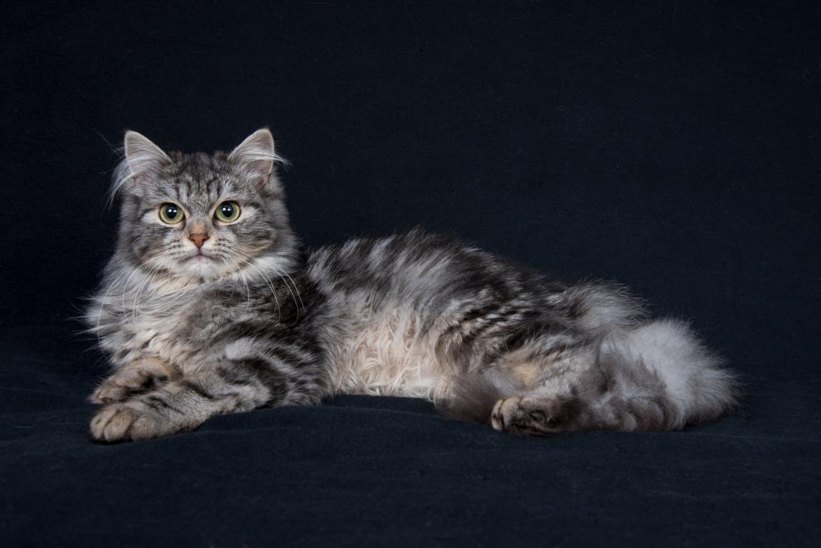 De | Siberische kat Van Lebo